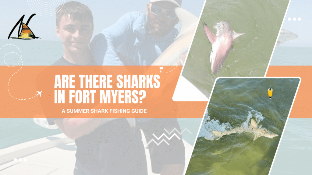 are there sharks in fort myers