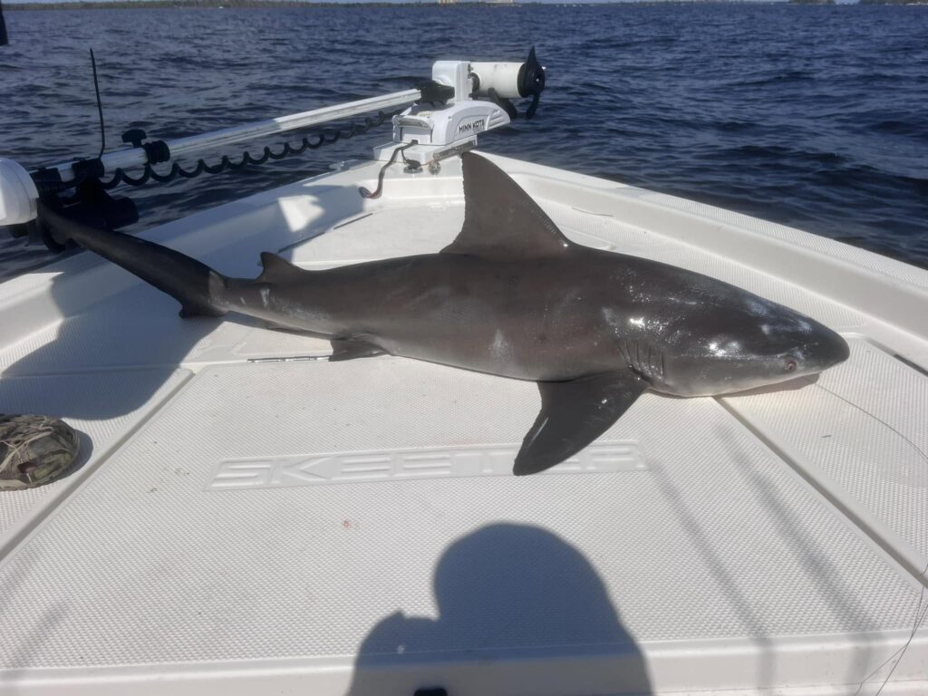 Large stocky bull shark caught on a flats boat in Fort Myers